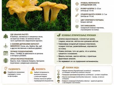 Определитель грибов по фото — распознать гриб онлайн