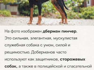 Определить породу собаки по фото онлайн